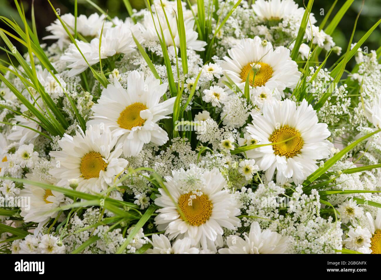 Botanica, bouquet naturale estivo in bianco, Leucanthemum hosmariense, PER IL SALUTO/CARTOLINA-USO IN GERM.SPEAK.C ALCUNE RESTRIZIONI POSSONO APPLICARSI Foto Stock