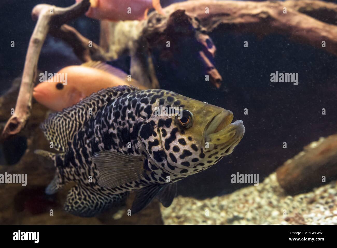 Vista ravvicinata della testa del nuoto Jaguar Cichlid o Parachromis Managuensis Foto Stock