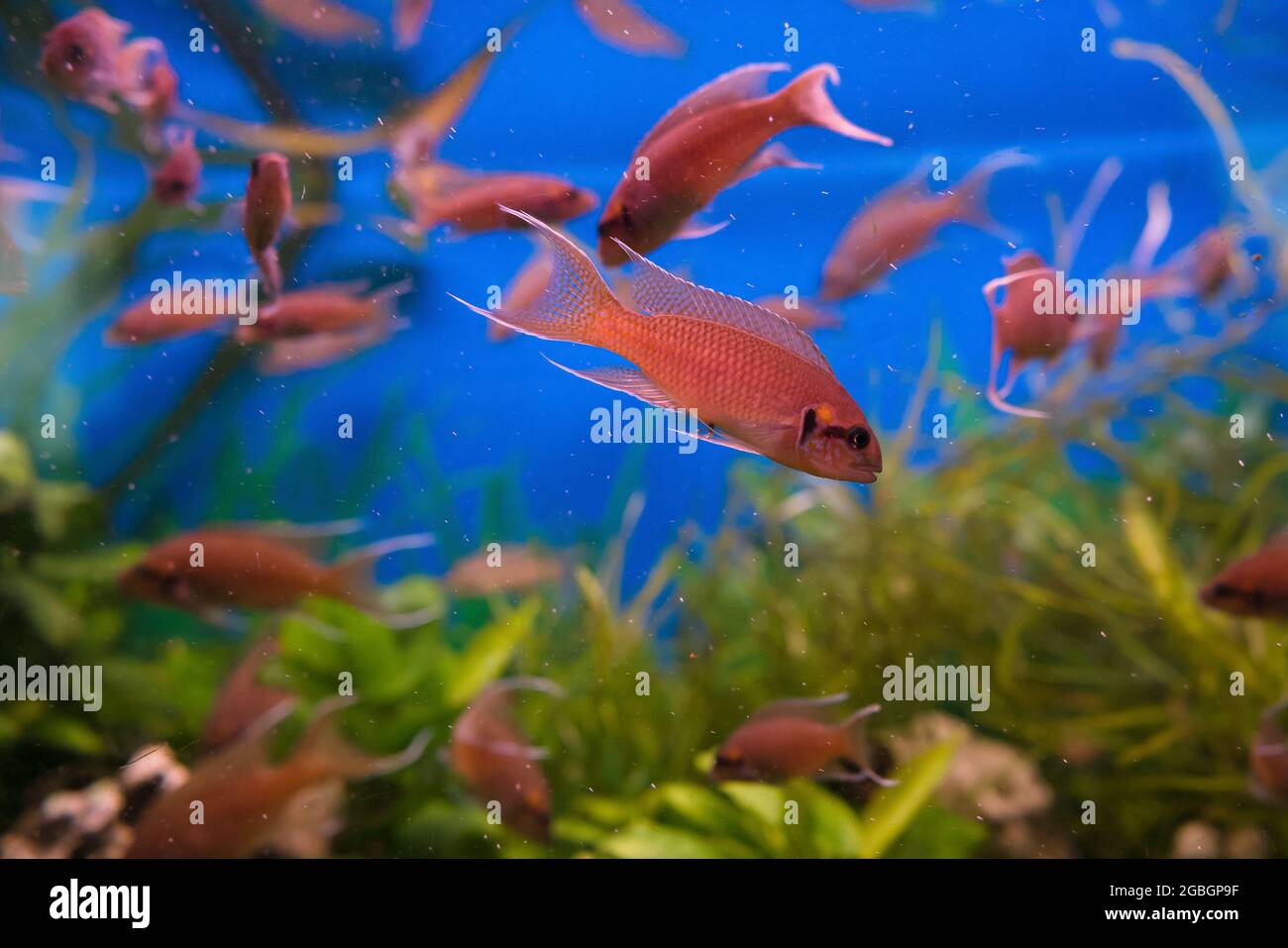 Scuola di liclal cichlids (lamprologueus brichardi) che nuotano all'interno del serbatoio di pesce Foto Stock
