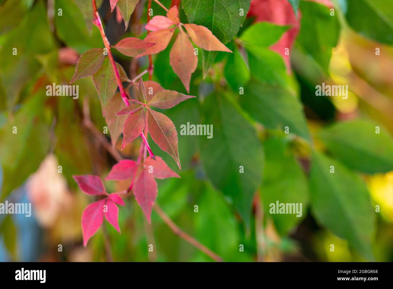 Botanica, tendine del vino di ruggeto, Parthenocissus quinquefolia, PER IL SALUTO/CARTOLINA-USO IN GERM.SPEAK.C ALCUNE RESTRIZIONI POSSONO APPLICARSI Foto Stock