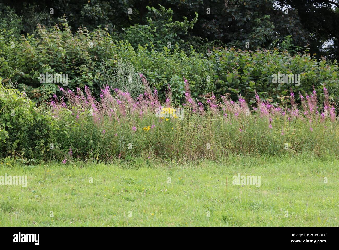 Paese inglese con erba in primo piano e fiori selvatici dietro Foto Stock