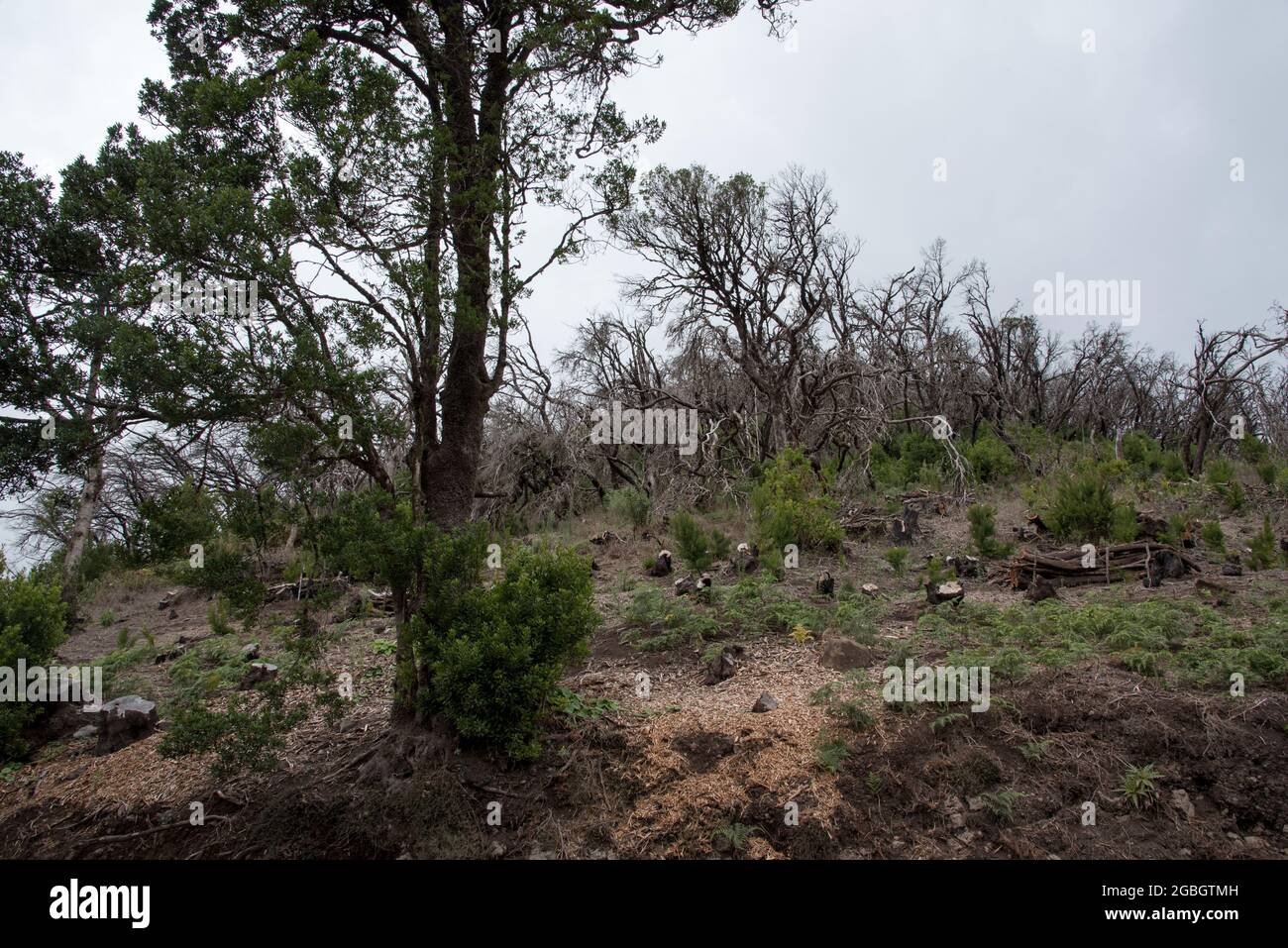 Cinque anni dopo l'incendio della foresta dell'agosto 2012 nell'altopiano di la Gomera, un po' di verde sta crescendo tra i tronchi bruciati Foto Stock