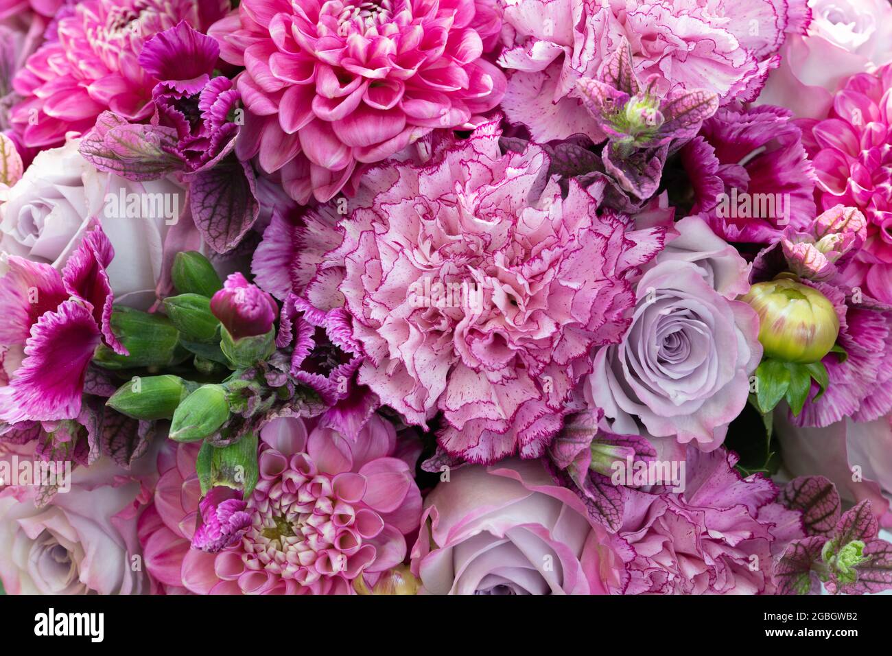 Botanica, bouquet in rosa scioccante, PER IL SALUTO/CARTOLINA-USO IN GERM.SPEAK.C ALCUNE RESTRIZIONI POSSONO APPLICARSI Foto Stock