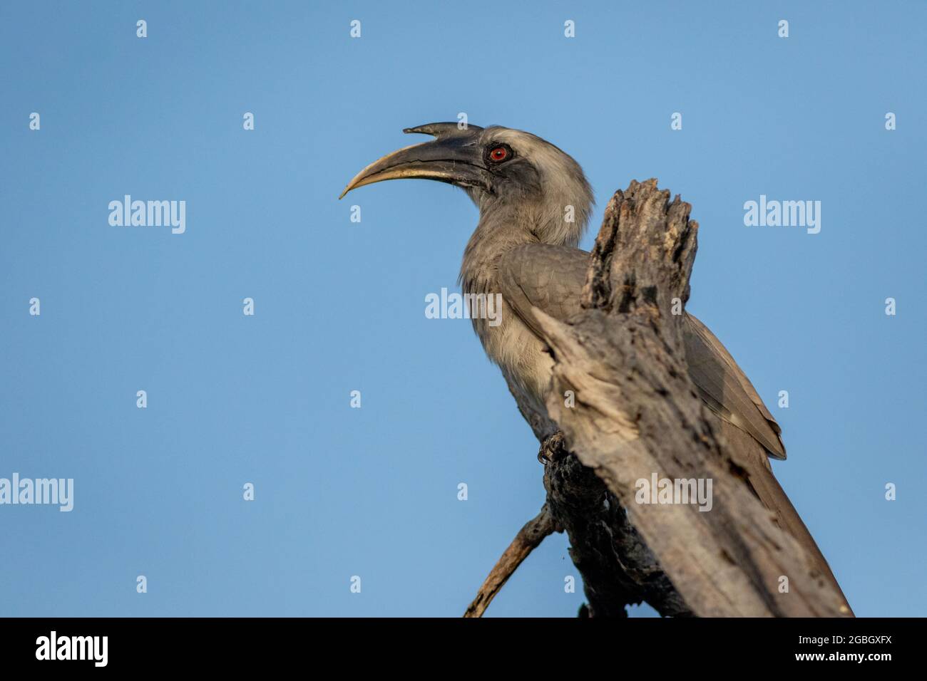 Becco grigio indiano o Ociceros birostris ritratto a keoladeo parco nazionale o bharatpur santuario uccelli rajasthan india Foto Stock