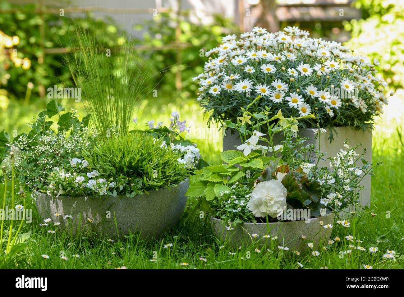 Botanica, Sommerschalen pianta in bianco, Agyranthemum frutescens, PER SALUTO / CARTOLINA-USO IN GERM.SPEAK.C ALCUNE RESTRIZIONI POSSONO APPLICARSI Foto Stock