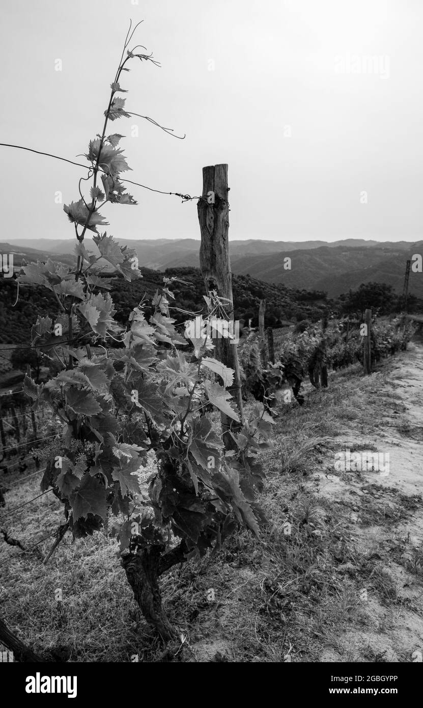 Caratteristici vigneti coltivati a Moscato nel piccolo borgo di Cossano Belbo. Foto Stock
