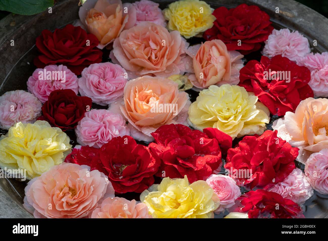 Botanica, bacino con fiori di rose, PER IL SALUTO / CARTOLINA-USO IN GERM.SPEAK.C ALCUNE RESTRIZIONI POSSONO APPLICARSI Foto Stock