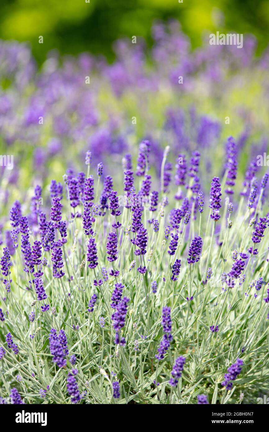 Botanica, lavanda in fiore, Lavendula angustifolia, PER IL SALUTO/CARTOLINA-USO IN GERM.SPEAK.C ALCUNE RESTRIZIONI POSSONO APPLICARSI Foto Stock