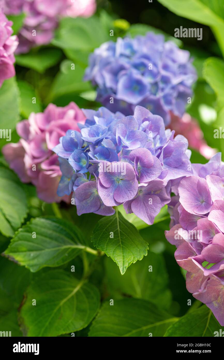 Botanica, hydrangea bigleaf blu, Hydrangea macrophylla, PER IL SALUTO/CARTOLINA-USO IN GERM.SPEAK.C ALCUNE RESTRIZIONI POSSONO APPLICARSI Foto Stock