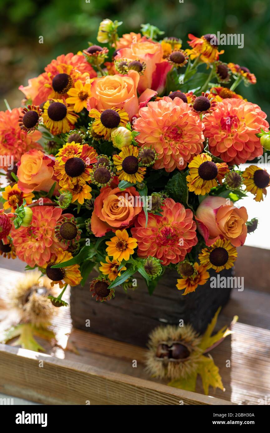 Botany, bouquet di autunno di colore arancione, PER IL SALUTO/CARTOLINA-USO IN GERM.SPEAK.C ALCUNE RESTRIZIONI POSSONO APPLICARSI Foto Stock