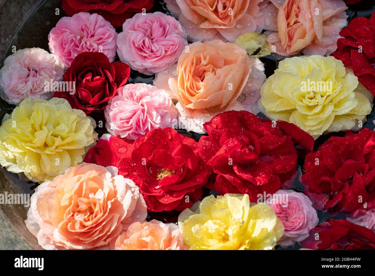 Botanica, bacino con fiori di rose, PER IL SALUTO / CARTOLINA-USO IN GERM.SPEAK.C ALCUNE RESTRIZIONI POSSONO APPLICARSI Foto Stock
