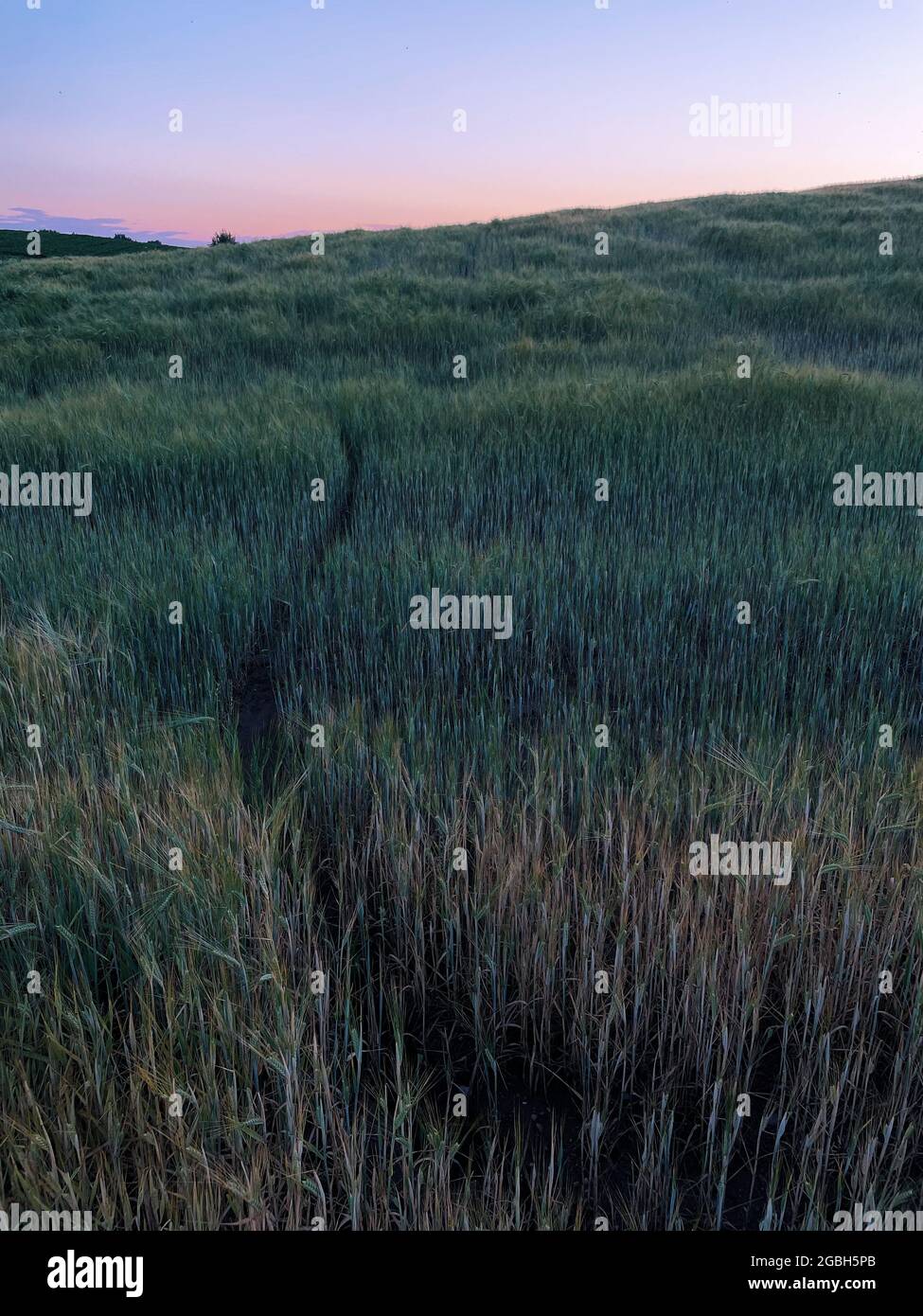Sentiero attraverso un campo di erba lunga al tramonto, Bielorussia Foto Stock