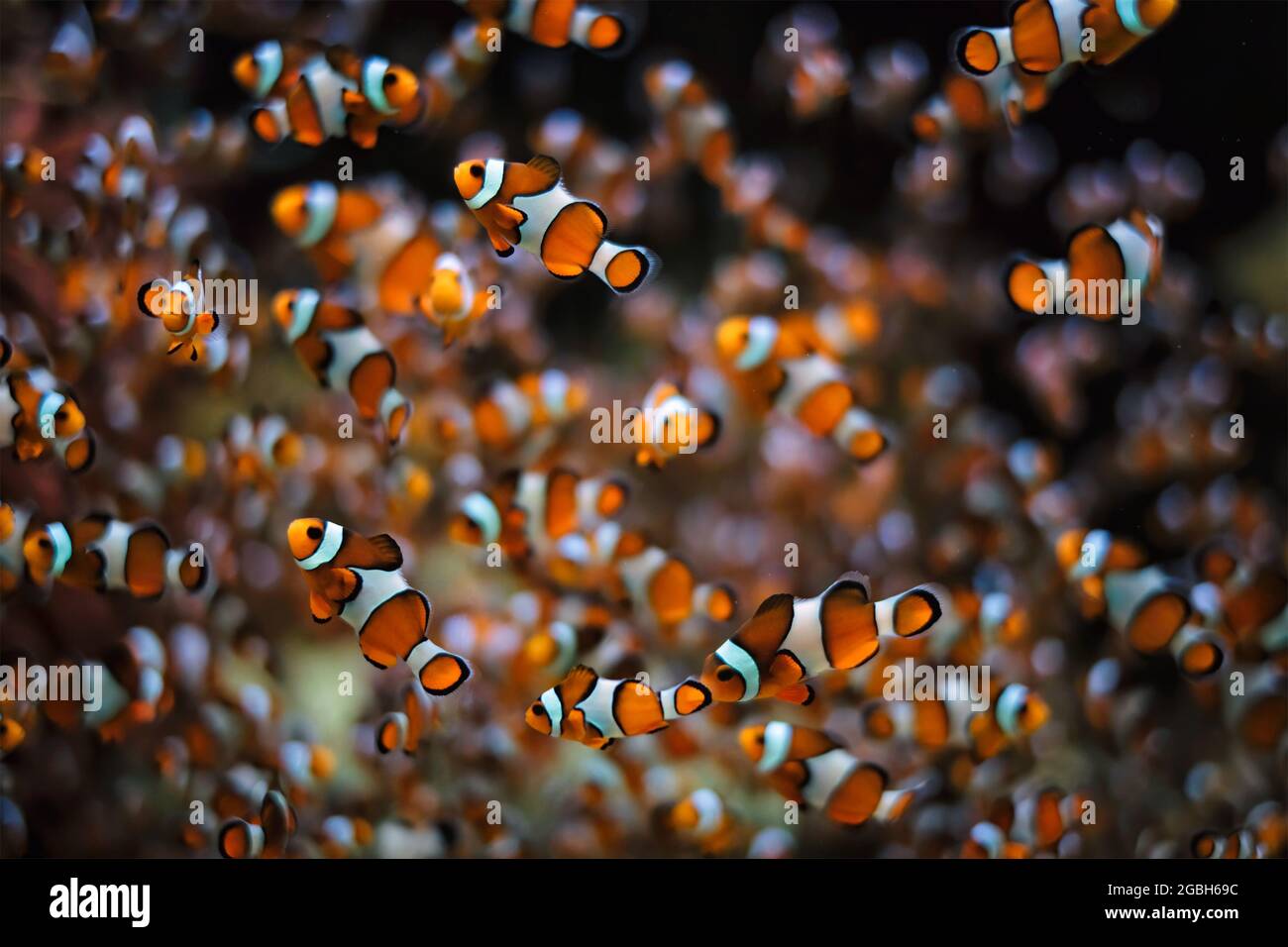 Clown anemonefish Anphiprion ocellaris Foto Stock