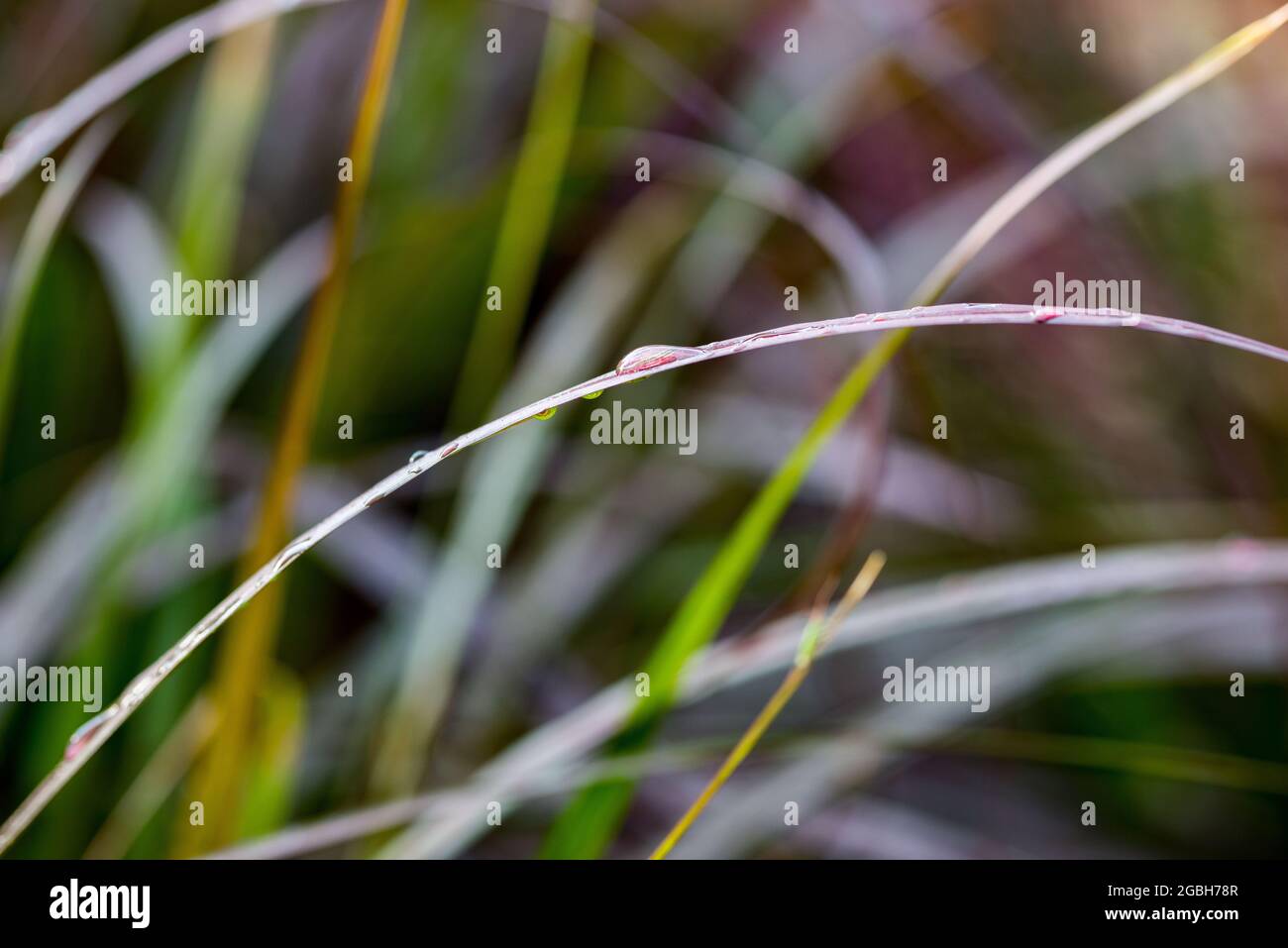 Botany, Red Chinese pennisetum, Pennisetum setac.'rubrum' , PER IL SALUTO/CARTOLINA-USO IN GERM.SPEAK.C POSSONO ESSERE APPLICATE ALCUNE RESTRIZIONI Foto Stock