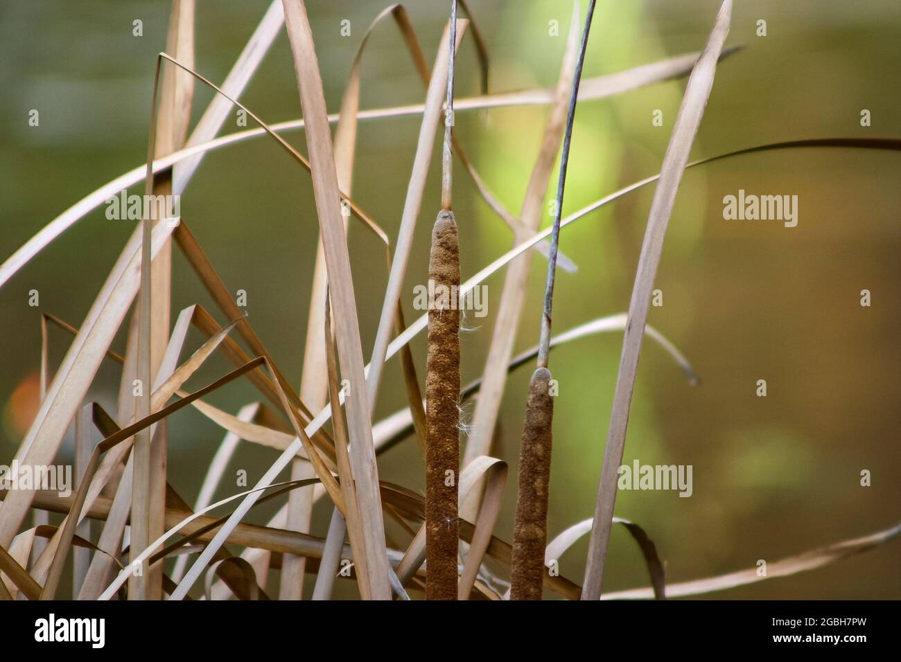 Primo piano di canne secche nelle zone umide Foto Stock