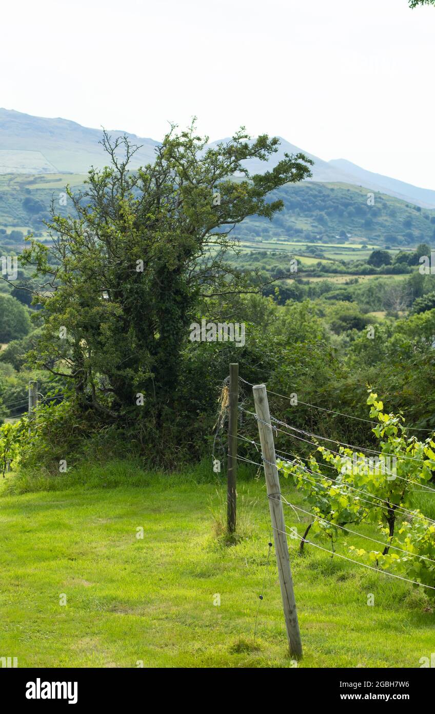 Scena rurale. Vigneto, Caernarfon Galles. Viti in un lussureggiante campo verde. Tranquilla scena di campagna. Shot verticale. Foto Stock