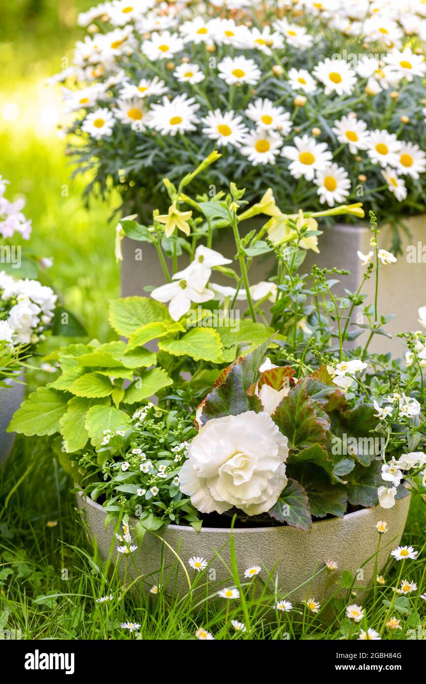 Botanica, Sommerschalen pianta in bianco, Agyranthemum frutescens, PER SALUTO / CARTOLINA-USO IN GERM.SPEAK.C ALCUNE RESTRIZIONI POSSONO APPLICARSI Foto Stock