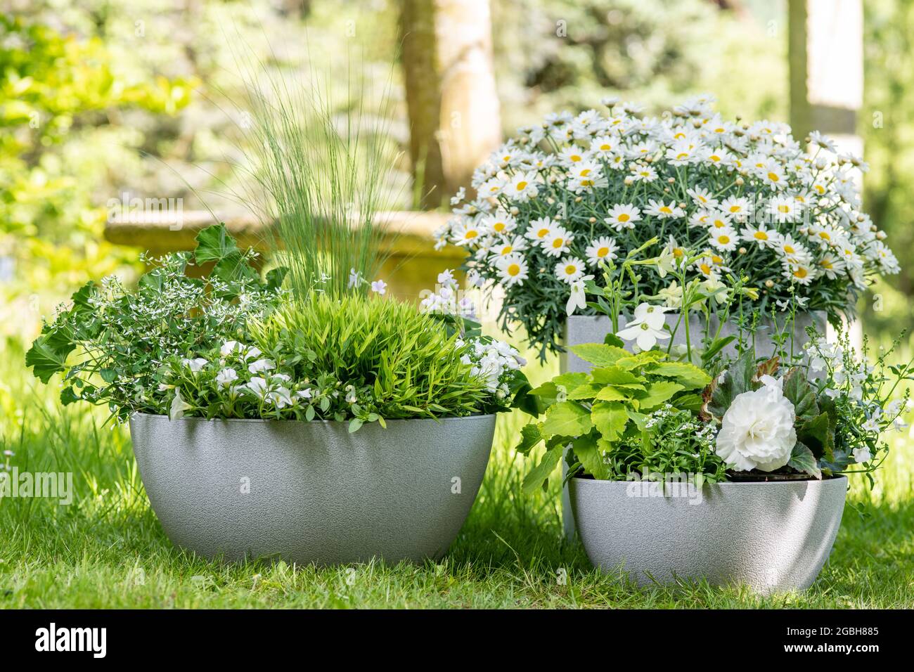 Botanica, Sommerschalen pianta in bianco, Agyranthemum frutescens, PER SALUTO / CARTOLINA-USO IN GERM.SPEAK.C ALCUNE RESTRIZIONI POSSONO APPLICARSI Foto Stock