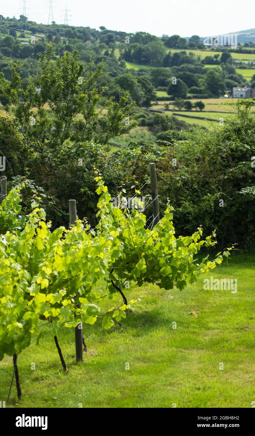 Vigna gallese, Caernarfon, Galles. Idilliaca scena rurale con viti che crescono su una lussureggiante collina verde. Shot verticale. Foto Stock