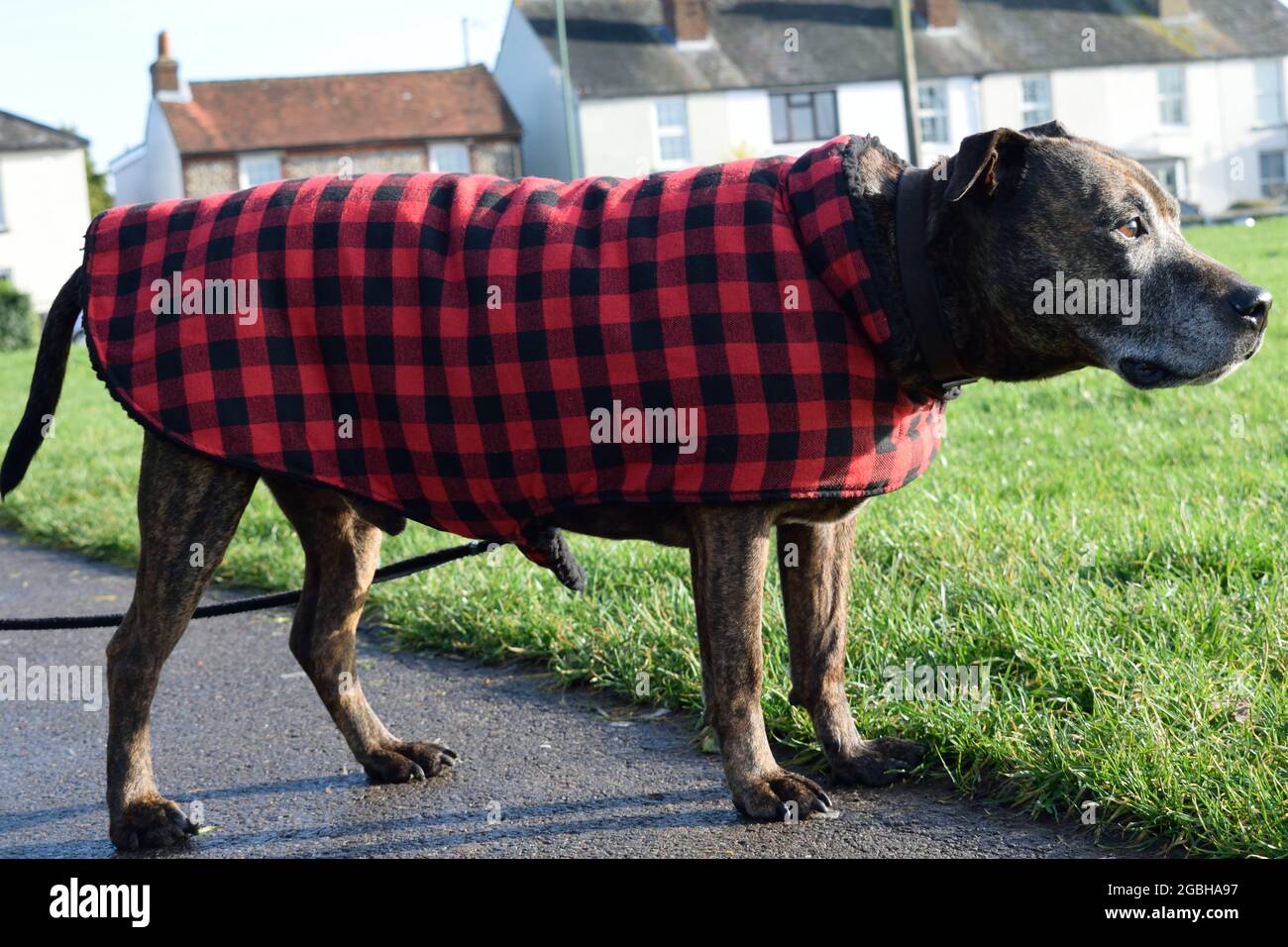 Carino cane anziano che indossa un camice in un parco Foto Stock