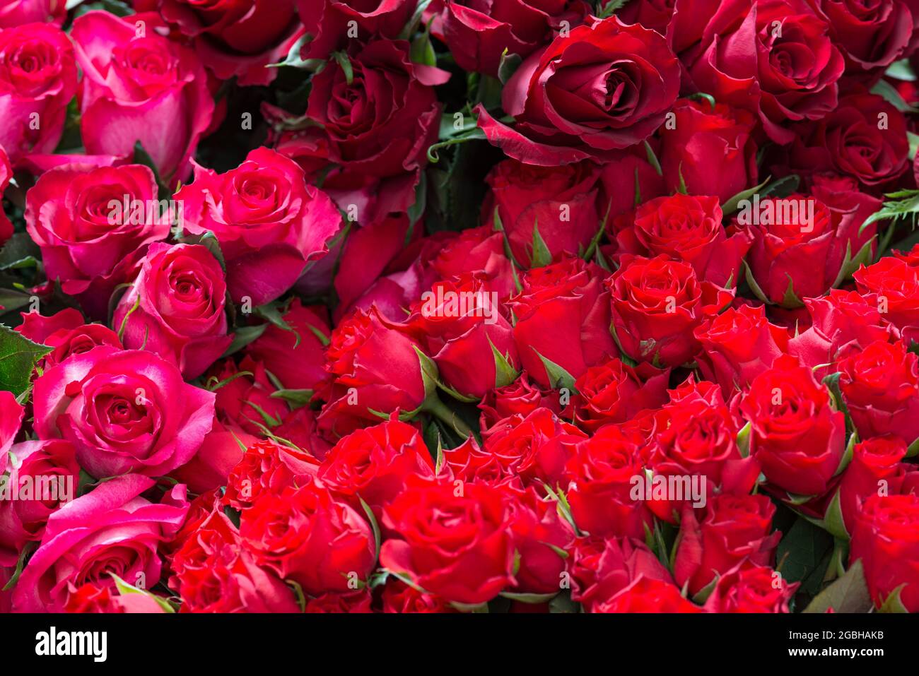 Botanica, fiori di rose, Rosa Hybride, PER IL SALUTO/CARTOLINA-USO IN GERM.SPEAK.C ALCUNE RESTRIZIONI POSSONO APPLICARSI Foto Stock