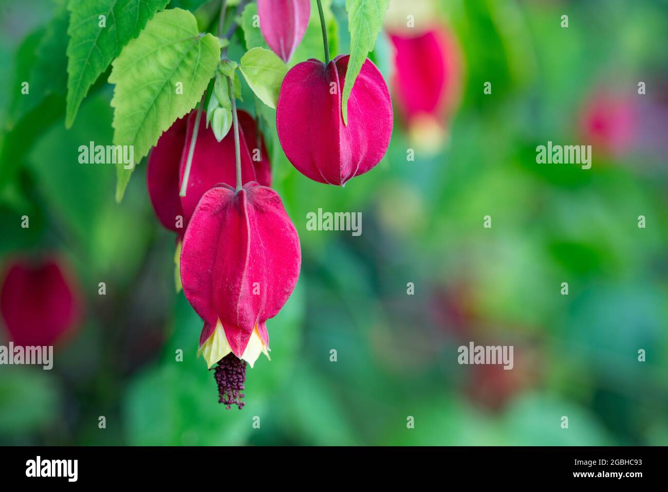 Botanica, fiore di una lanterna cinese, PER IL SALUTO/CARTOLINA-USO IN GERM.SPEAK.C ALCUNE RESTRIZIONI POSSONO APPLICARSI Foto Stock