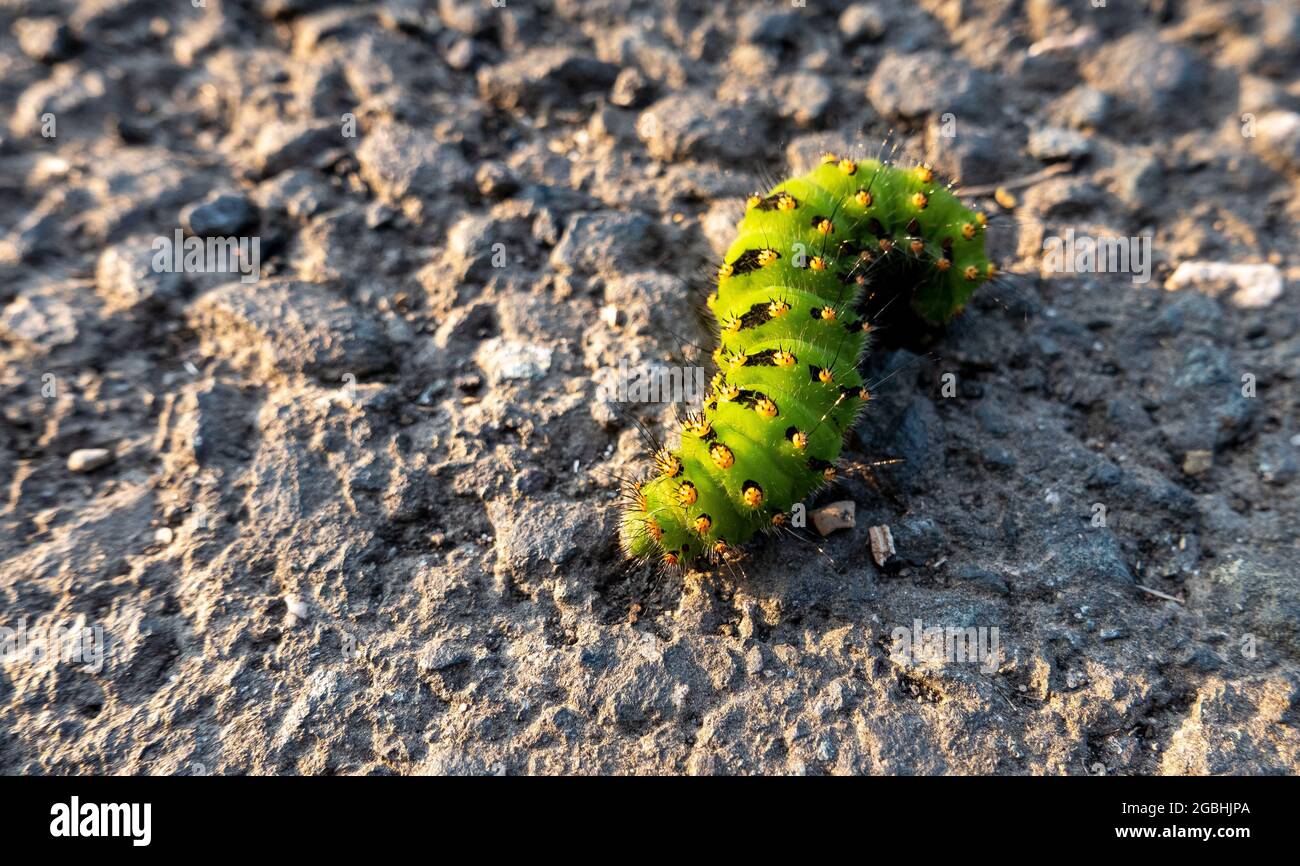 Primo piano di un caterpillar che cammina a terra Foto Stock