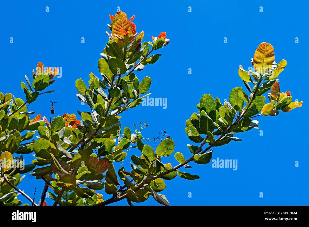 Rami di cashew (Anacardium occidentale) Foto Stock