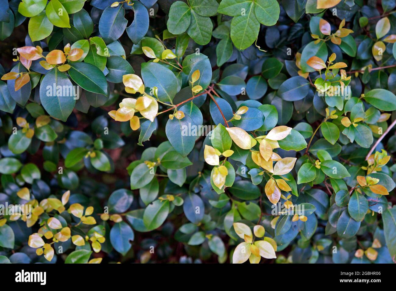 Verde fogliame sulla foresta pluviale tropicale Foto Stock