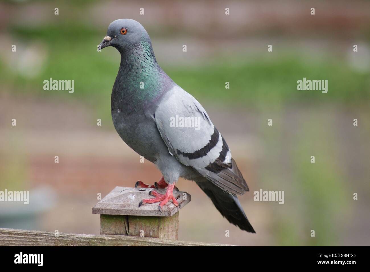 Pigeon appollaiato su una recinzione, Regno Unito Foto Stock