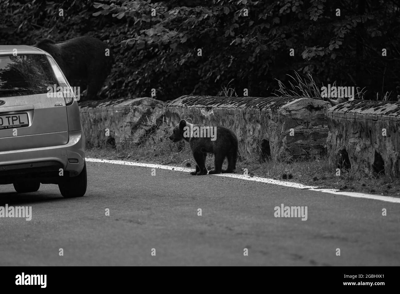 L'orso bruno in libertà, sempre più frequenti apparizioni in luoghi popolati in Romania (Transfagaraseanul). Foto Stock