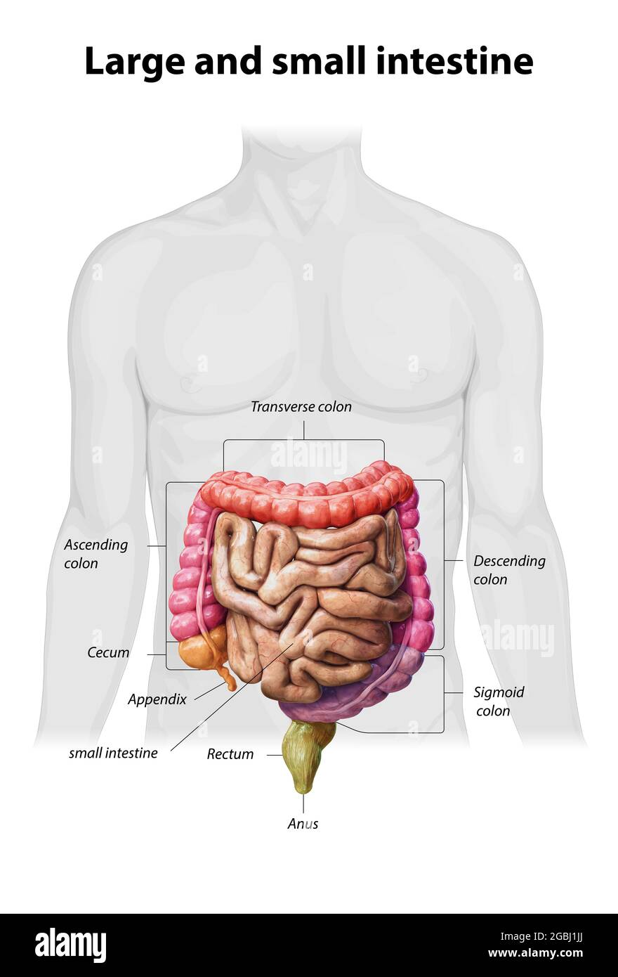 Intestino crasso e piccolo isolato su bianco. Anatomia del sistema digestivo umano. Tratto gastrointestinale. illustrazione del rendering 3d Foto Stock