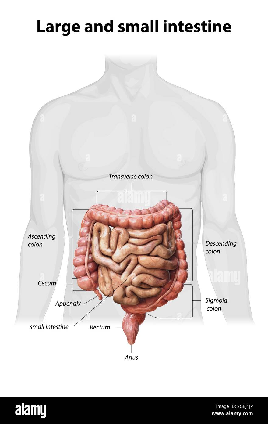 Intestino crasso e piccolo isolato su bianco. Anatomia del sistema digestivo umano. Tratto gastrointestinale. illustrazione del rendering 3d Foto Stock Intestino crasso e piccolo isolato su bianco. Anatomia del sistema digestivo umano. Tratto gastrointestinale. illustrazione del rendering 3d Foto Stock