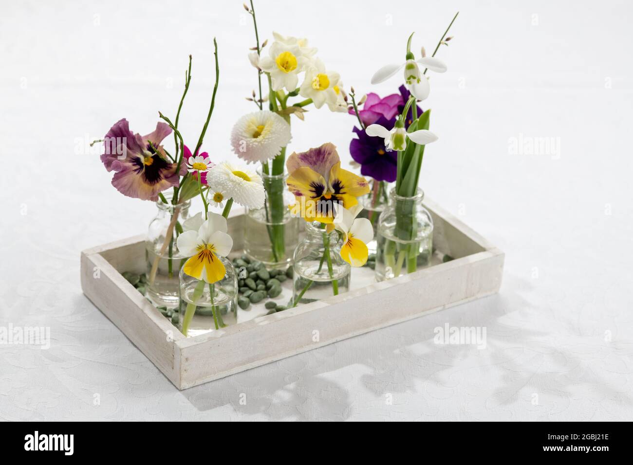 Botanica, fiore primaverile in piccolo vaso di vetro, PER IL SALUTO/CARTOLINA-USO IN GERM.SPEAK.C ALCUNE RESTRIZIONI POSSONO APPLICARSI Foto Stock