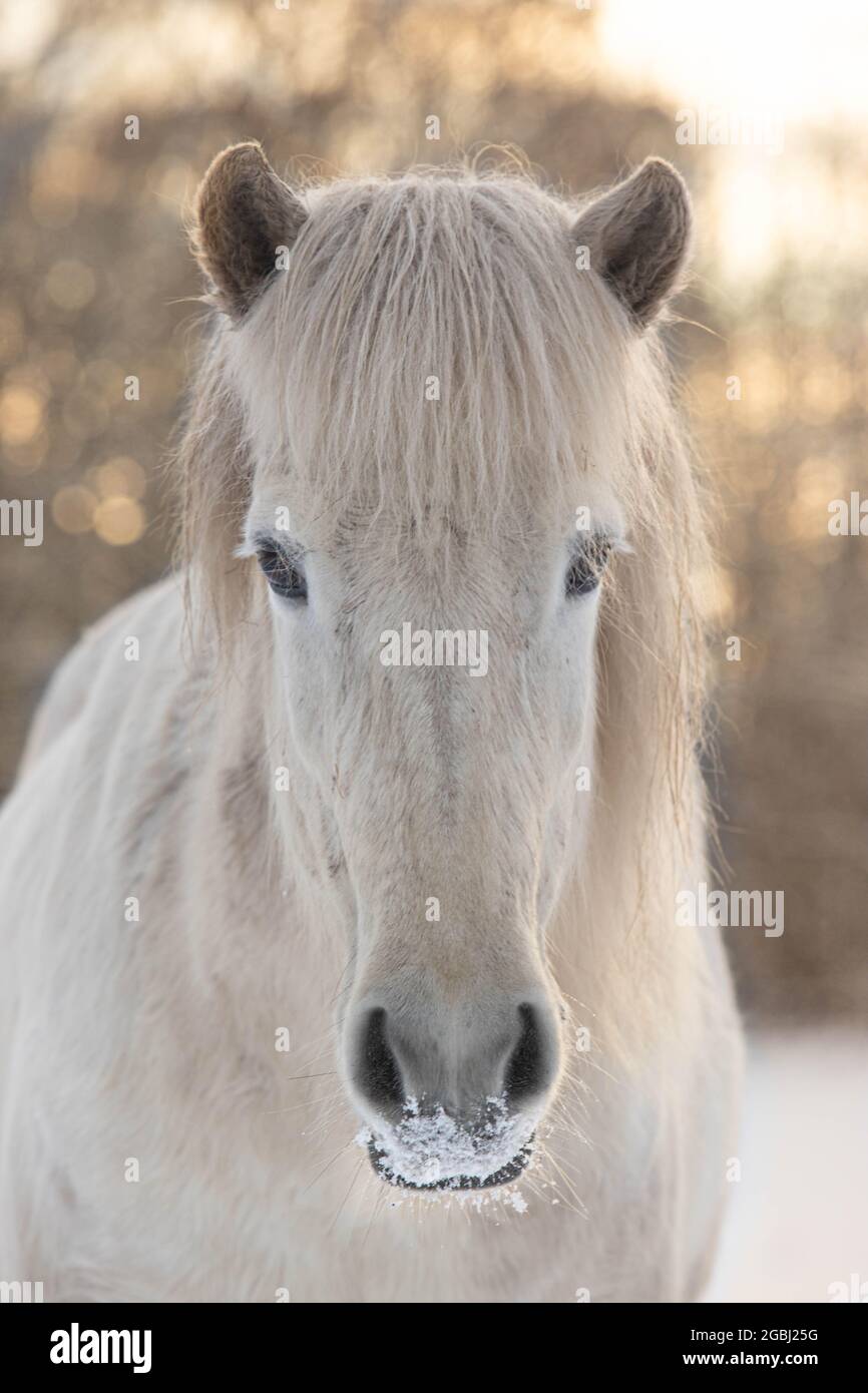 Cavallo islandese in inverno Foto Stock