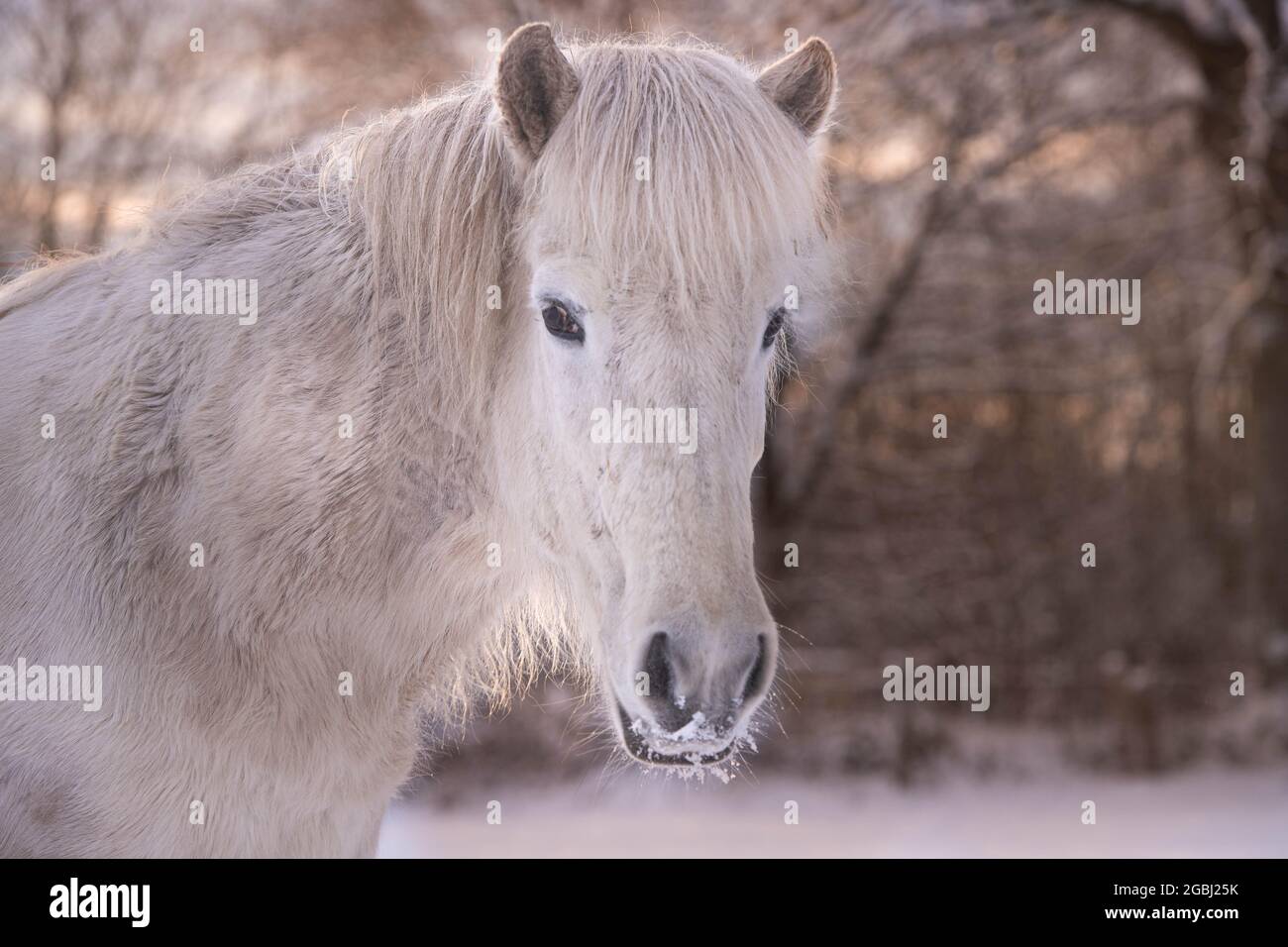 Cavallo islandese in inverno Foto Stock