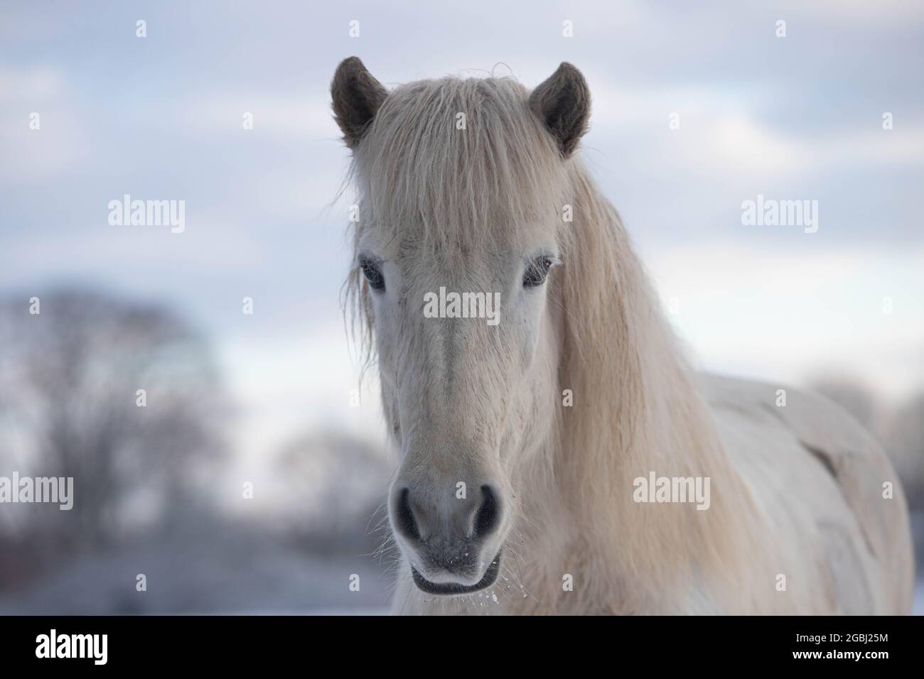 Cavallo islandese in inverno Foto Stock