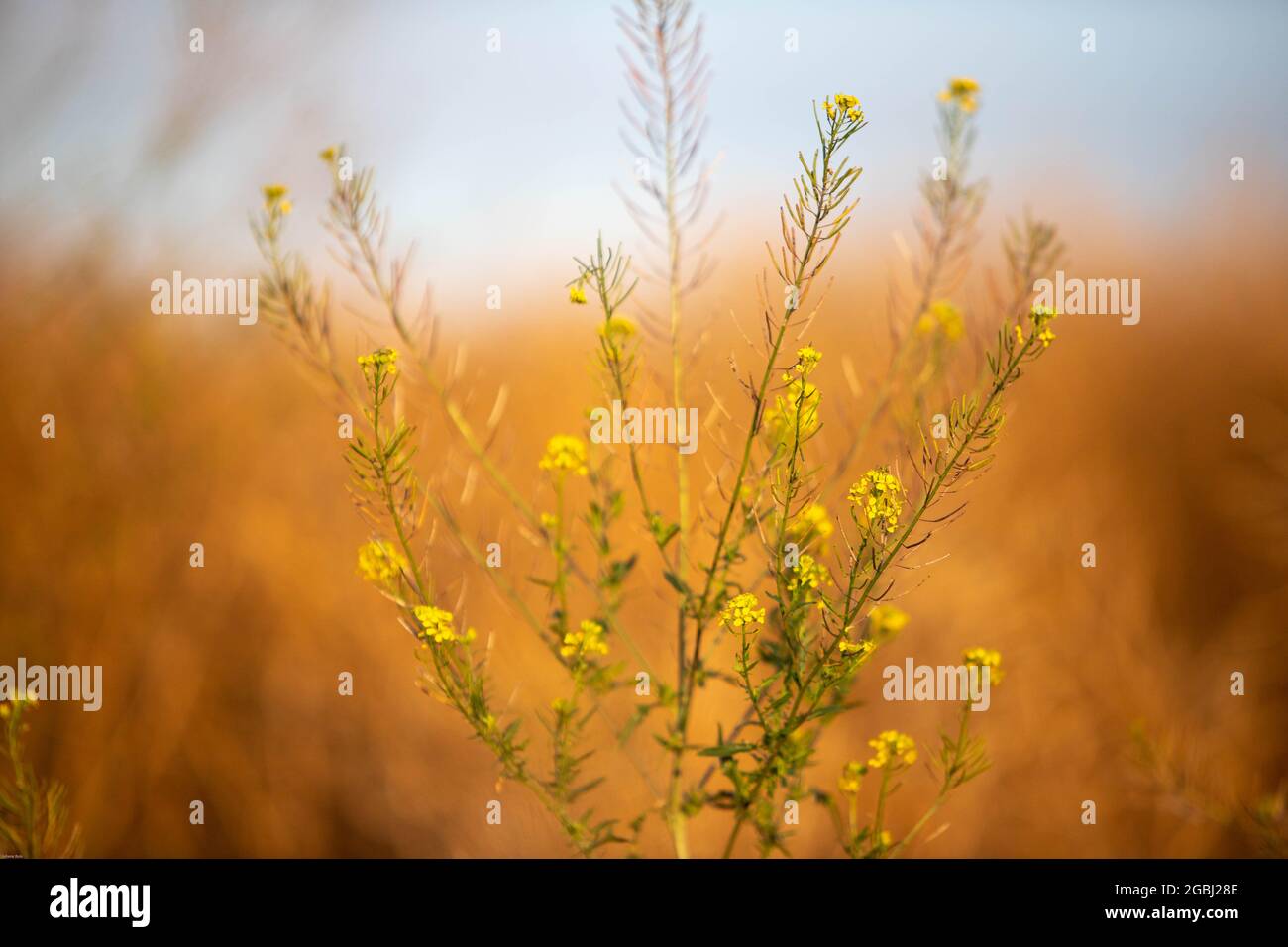 La bellissima natura Foto Stock
