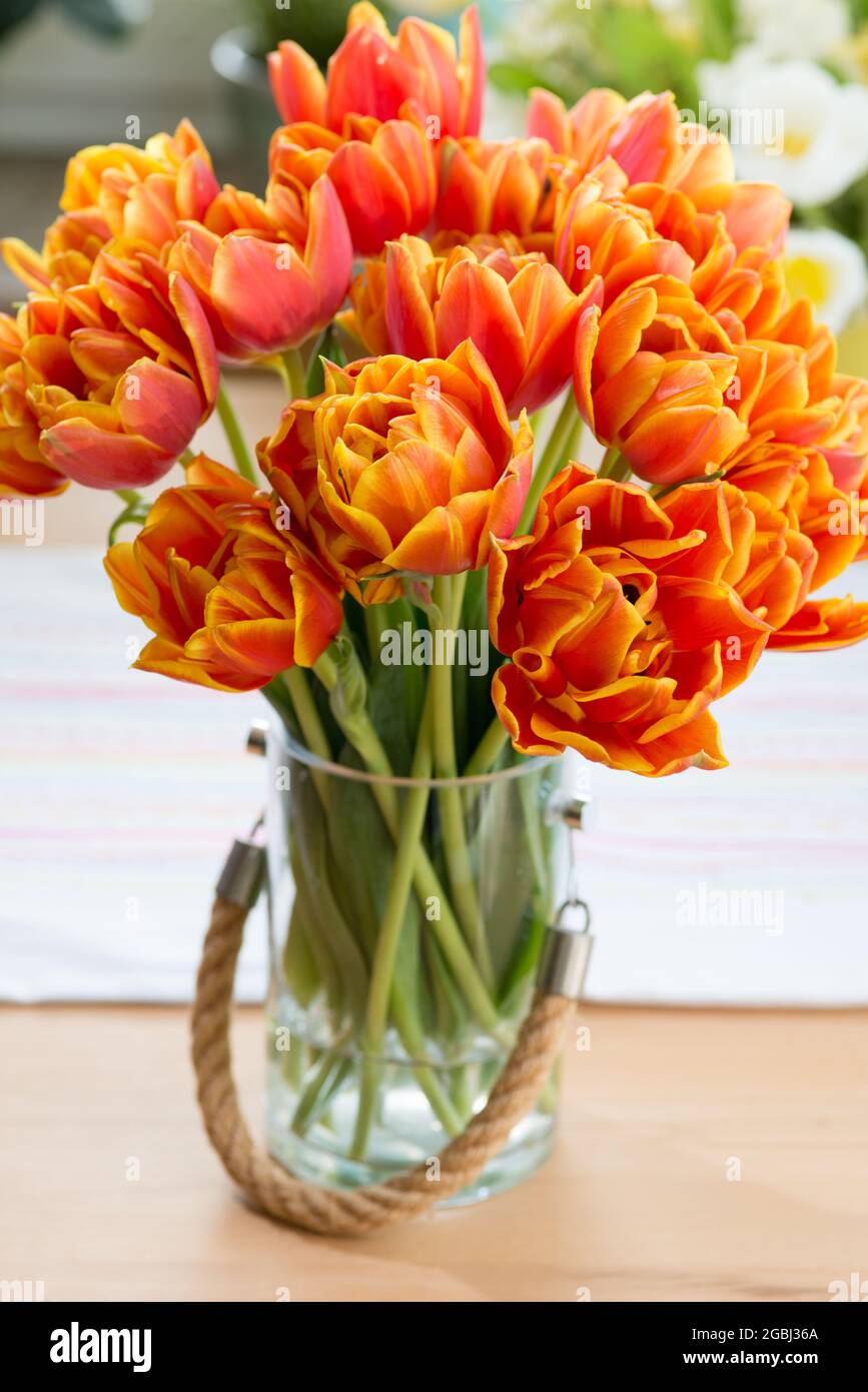 Botanica, bouqet da tulipani arancioni, Tulipa Hybriden, PER IL SALUTO/CARTOLINA-USO IN GERM.SPEAK.C ALCUNE RESTRIZIONI POSSONO APPLICARSI Foto Stock