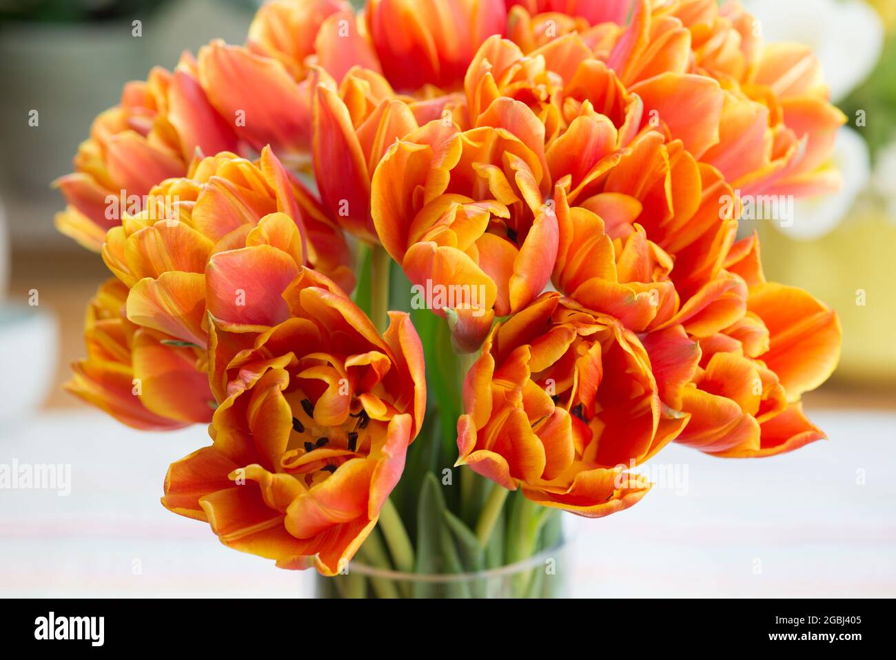 Botanica, bouquet di tulipani arancioni, Tulipa Hybriden, PER IL SALUTO/CARTOLINA-USO IN GERM.SPEAK.C ALCUNE RESTRIZIONI POSSONO APPLICARSI Foto Stock