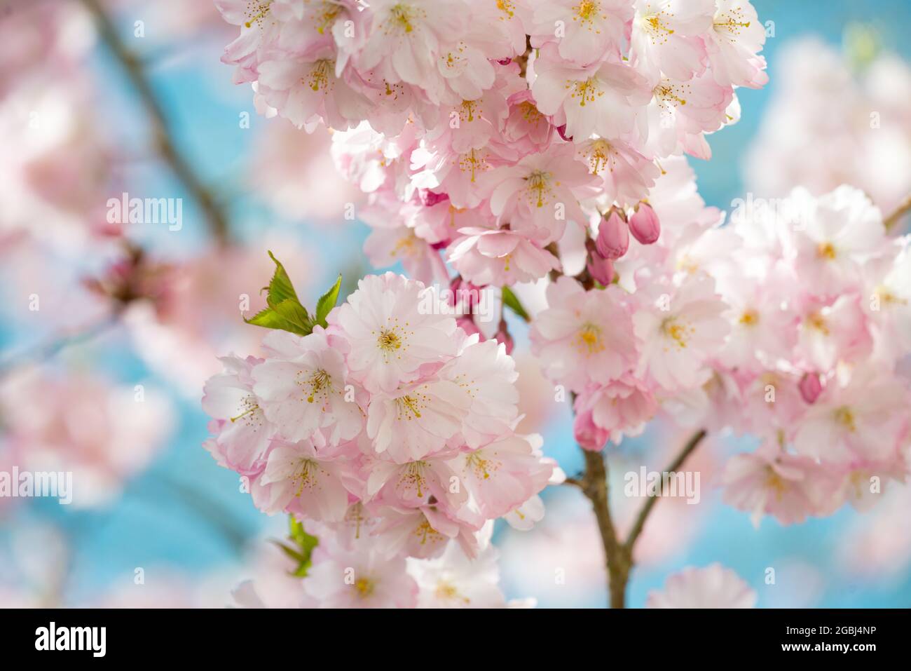 Botanica, fioritura della ciliegia giapponese, Prunus sargentii 'accolade', PER IL SALUTO/CARTOLINA-USO IN GERM.SPEAK.C ALCUNE RESTRIZIONI POSSONO APPLICARSI Foto Stock