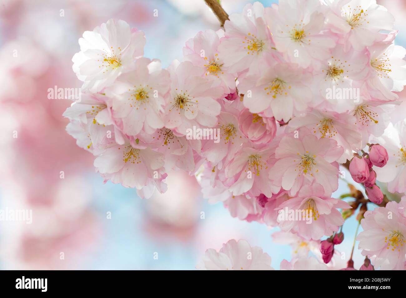 Botanica, fioritura della ciliegia giapponese, Prunus sargentii 'accolade', PER IL SALUTO/CARTOLINA-USO IN GERM.SPEAK.C ALCUNE RESTRIZIONI POSSONO APPLICARSI Foto Stock