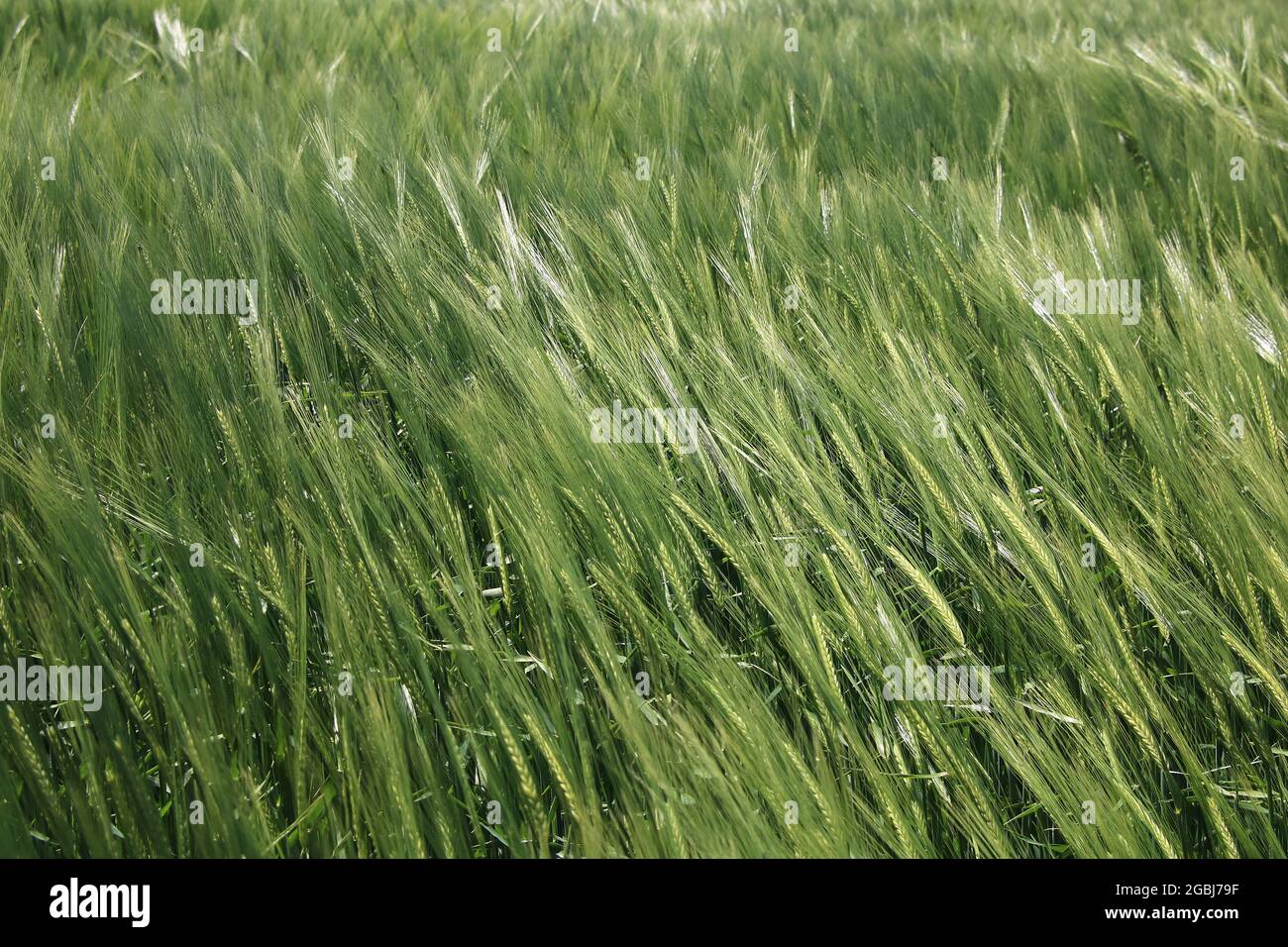 Vento in campo di mais Foto Stock