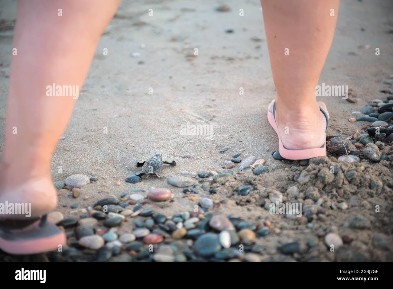 Piedi umani giganti e piccole tartarughe marine che si schiudono sulla spiaggia. L'attivista femminile protegge il bambino delle tartarughe marine durante il suo viaggio verso il mare Foto Stock