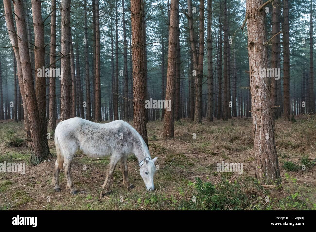 Inghilterra, Hampshire, la New Forest, Cavallo e alberi nudi in primavera Foto Stock