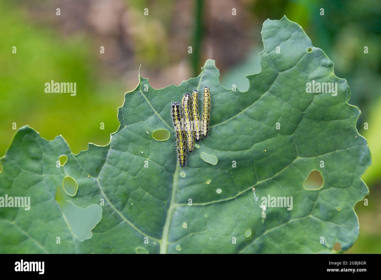 Bruco di farfalla bianca di cavolo grande, che mangia foglie di broccoli, pieris brassicae, parassiti da giardino del regno unito Foto Stock