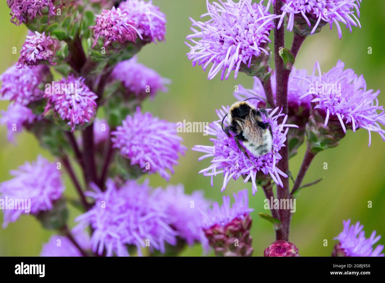 Gayfeather Liatris aspera Rough stella di blazing Liatris fiore bumblebee fiori di luglio Foto Stock