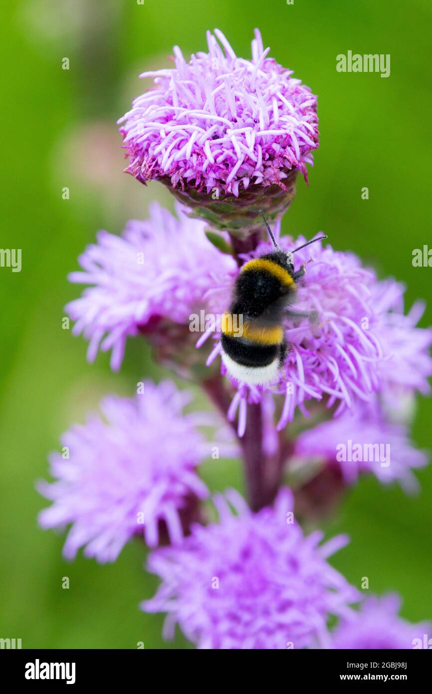 Gayfeather Liatris aspera Rough Bumblebee stella blazing su Bombus fiore Foto Stock