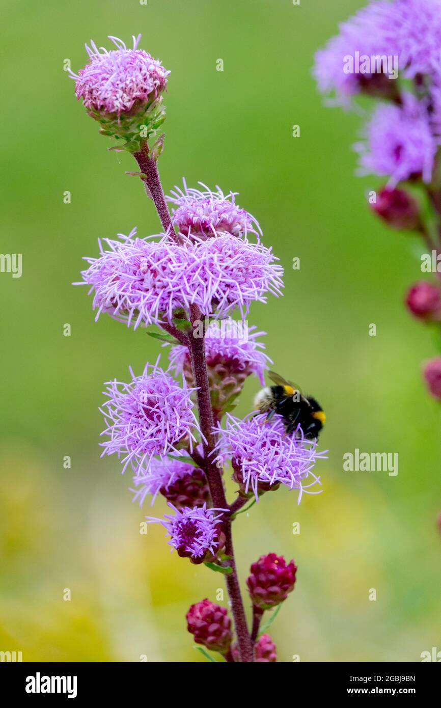 Gayfeather Liatris aspera Rough stella di blazing bumblebee che raccoglie nettare su fiore viola Foto Stock