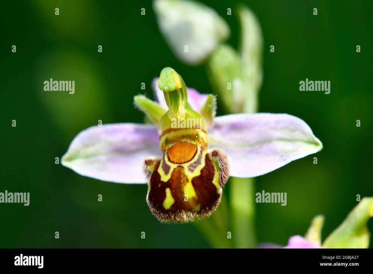 Bee Orchid in Estate Germania Foto Stock